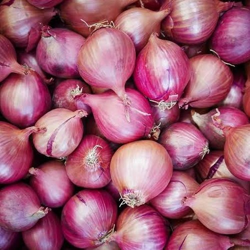 Premium Indian Agricultural Products